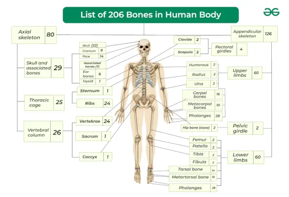 人体の206の骨のリスト