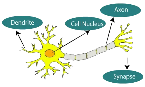 Qu'est-ce qu'un réseau de neurones artificiels