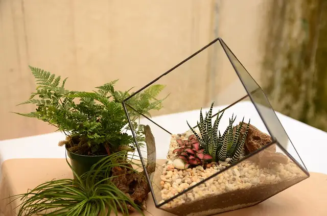 body_terrarium