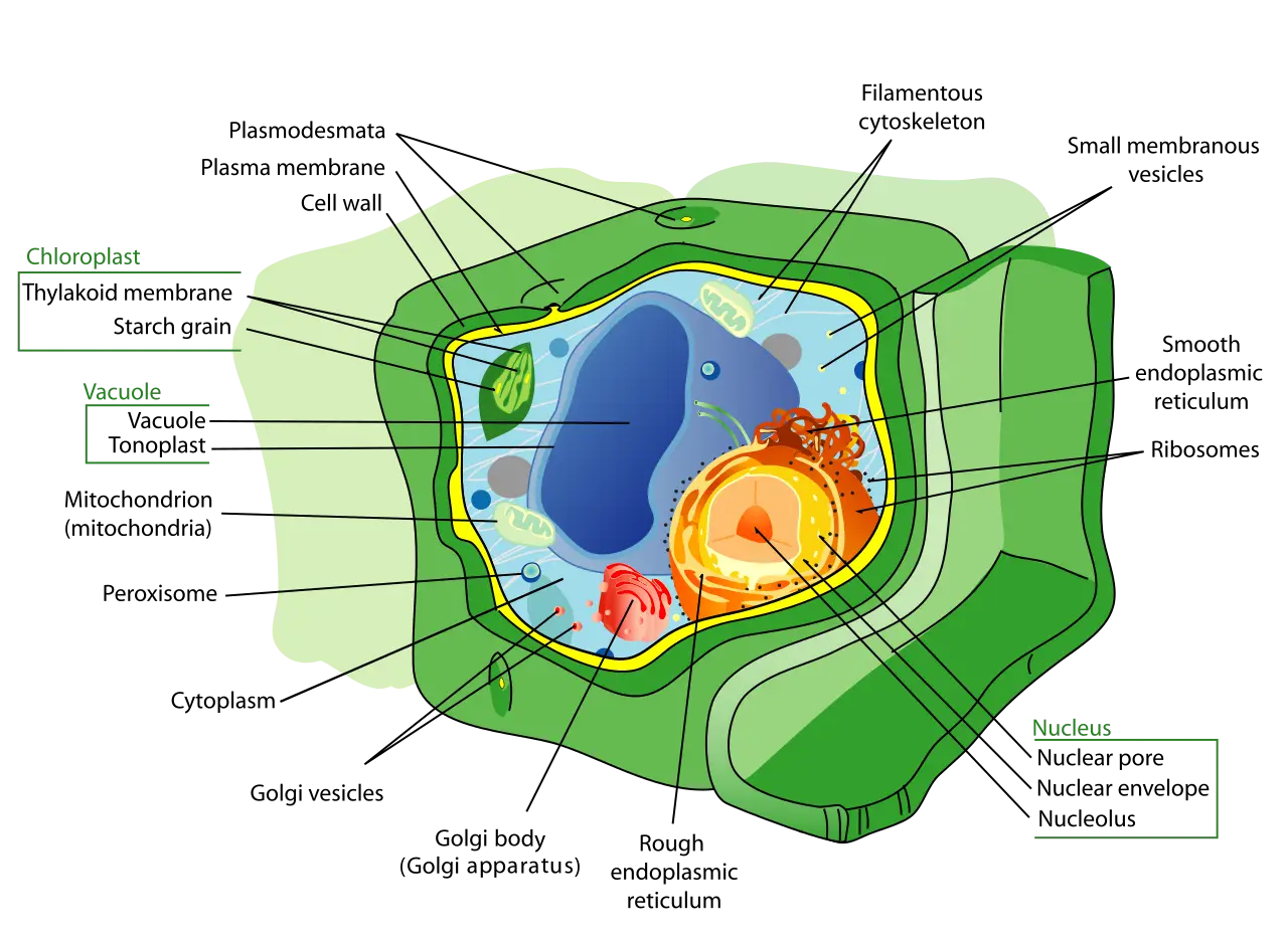 corpo_plantcell