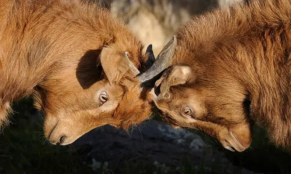 боди_цомпетитивегоатс.вебп