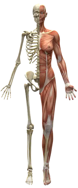 body_skeletonmuscle