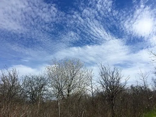 Cirrocumulus