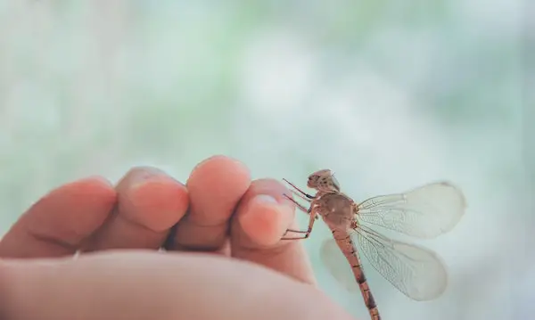 검정색 배경-클로즈업-1079794