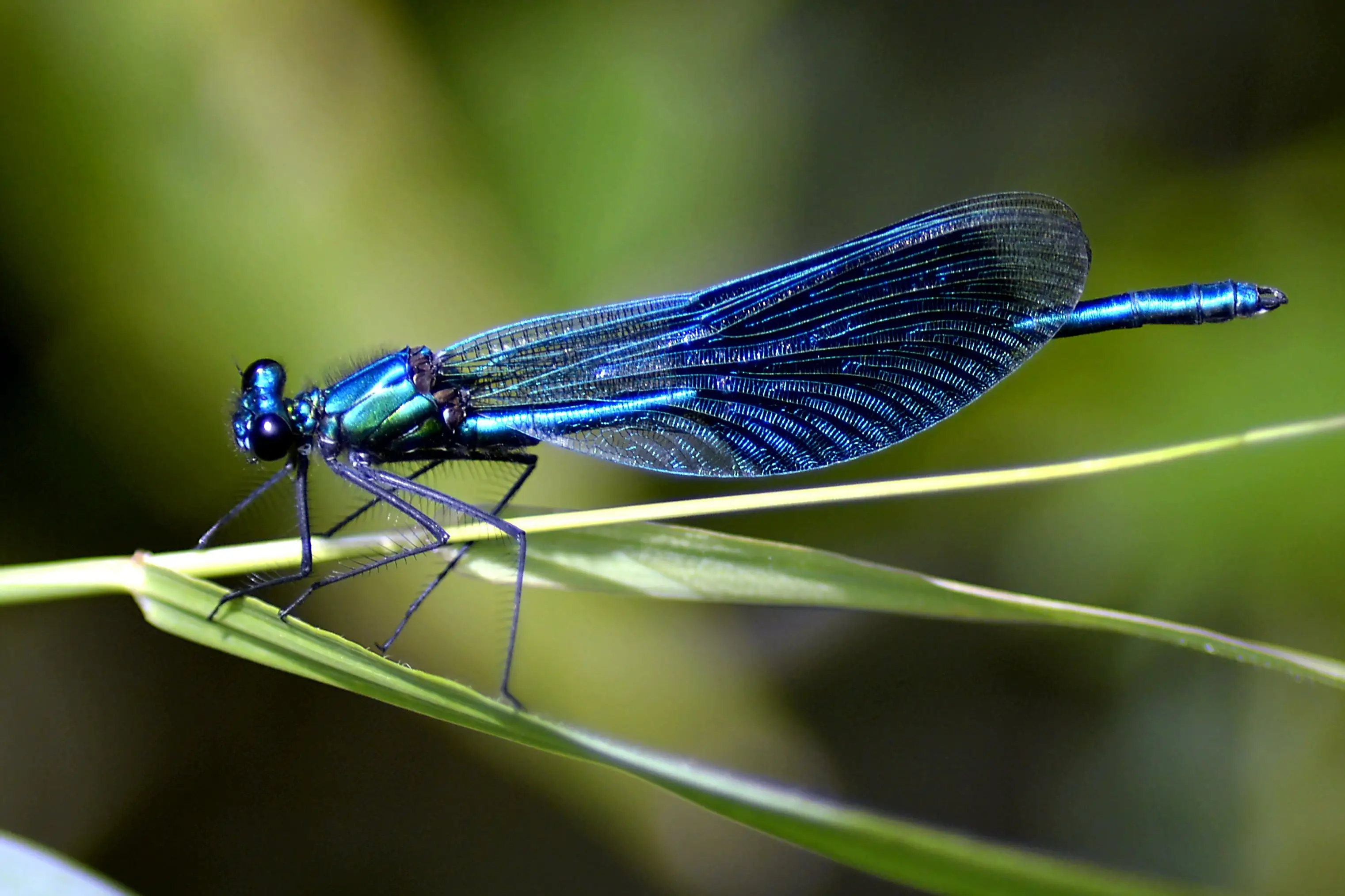 Biologie-Blau-Unschärfe-531587