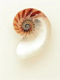 nautilus-1029360_640.webp