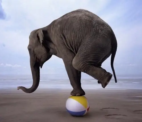 body_elephantbalance.webp