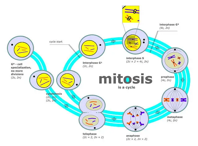 Körper-Mitose-Diagramm