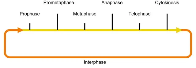 Körper-Interphasen-Diagramm