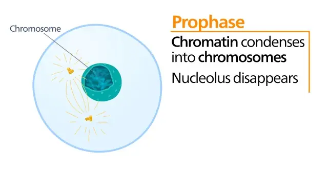 Lichaam-Profase