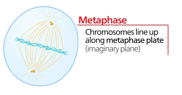 metafase corporal