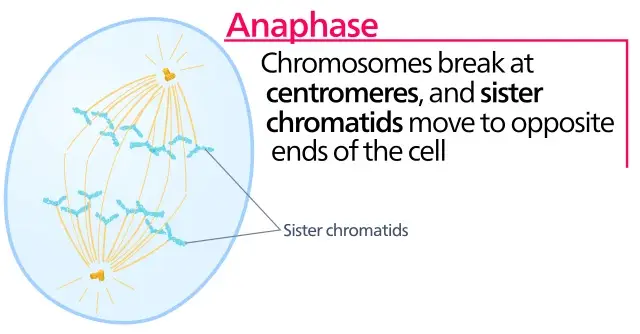 Body-Anaphase