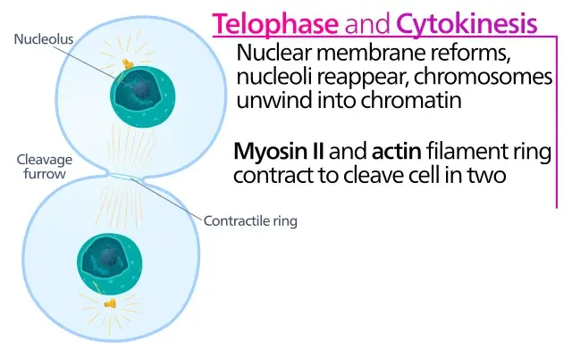 telofase corporea