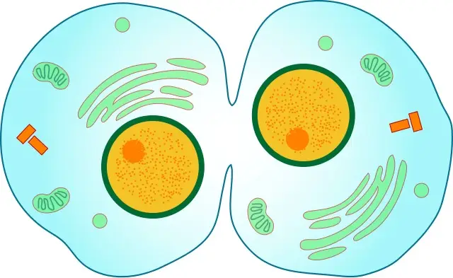 Krops-cytokenisis