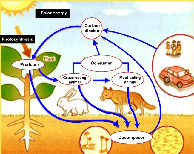 Tipus d'ecosistemes