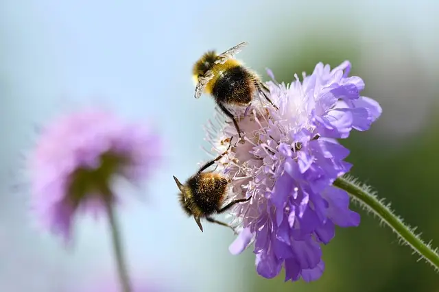 kropp-två-bin-blomma