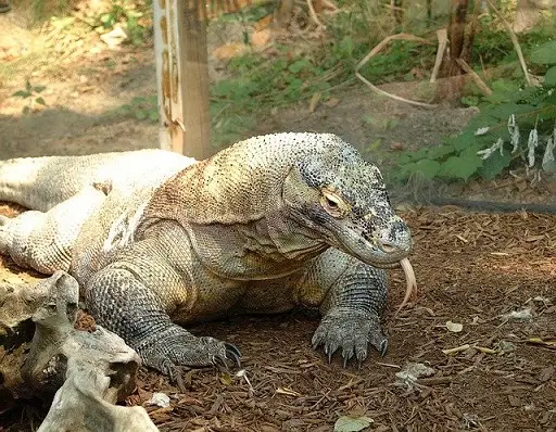 cos_komododragon