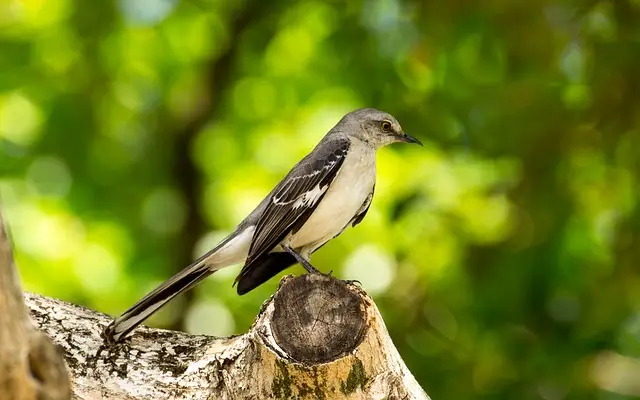 oiseau moqueur du corps