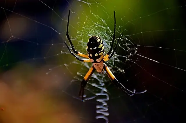 feature_hagespider