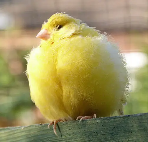 body_fluffy yellowbird.webp