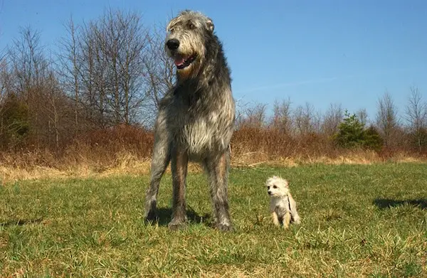 body_irish-wolfhound