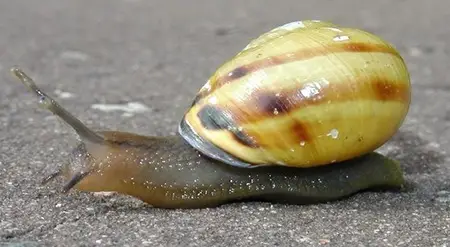 body_snail