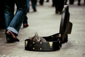 cuerpo_catviolin