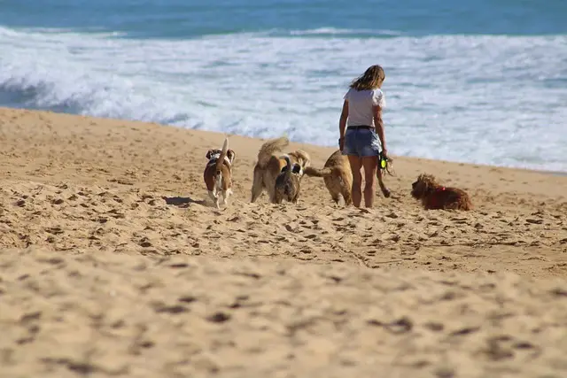 corpo-mulher-cachorro-passeando-na-praia-cc0-pixabay