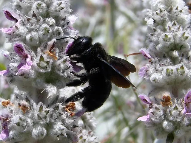 body_carpenterbee