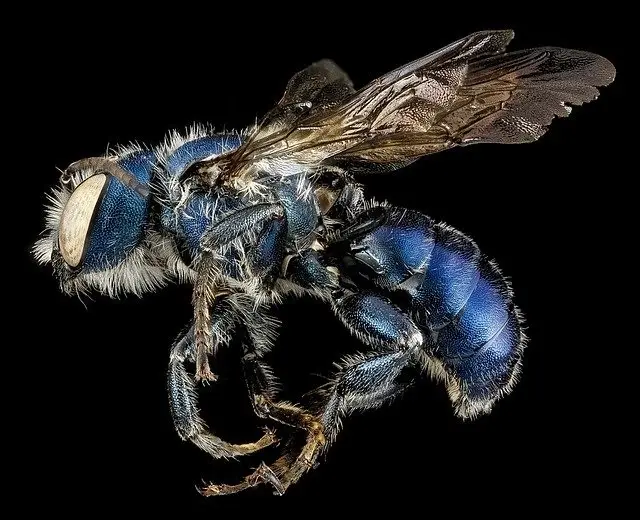 cuerpo_masonbee