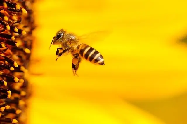 característica_abeja