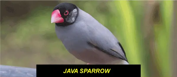 Jávský pták