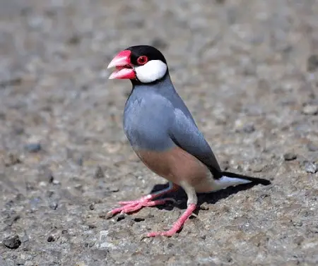 ジャワの鳥