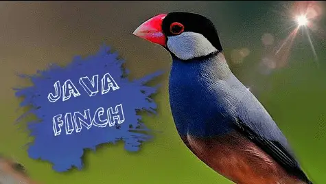 Java fågel