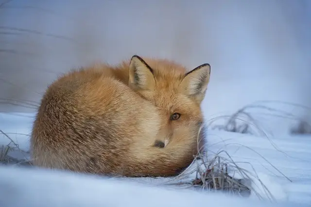 ボディキュートキツネ