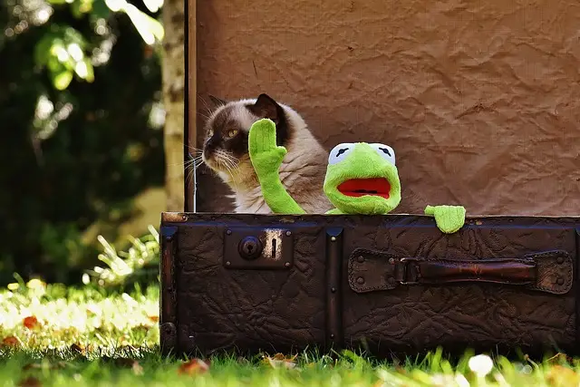 cos_kermit_cat