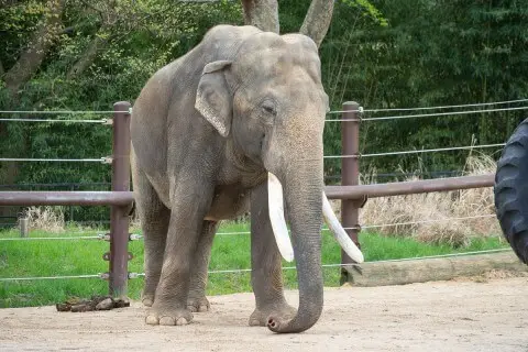 動物園の長所と短所