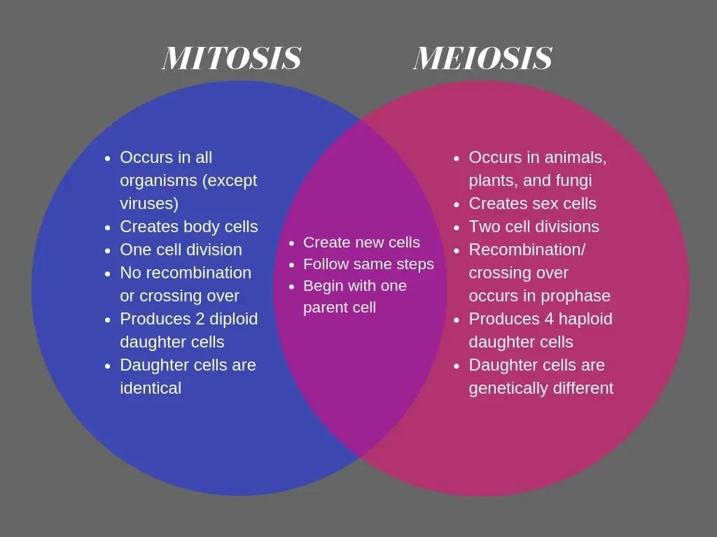 mitosismeiosisvenn