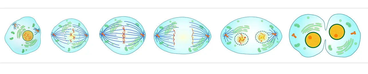 característica_adn