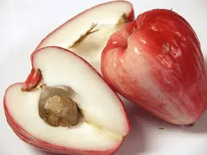 Java Apple