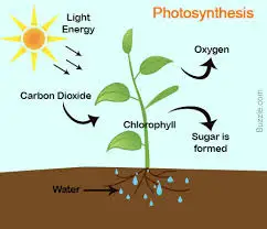 Körper-Photosynthese