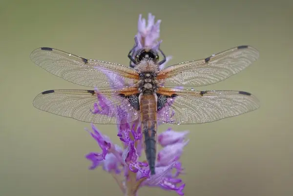 blomstrende-blomstrende-nær-billede-63678