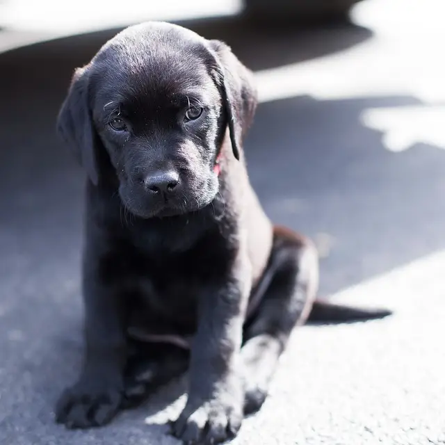 corps-noir-lab-puppy-cc0