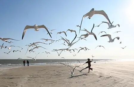 característica_gaviotas