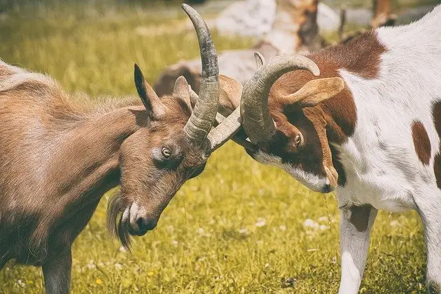 corpo-cabras-cabeças-de-lutar-discutir