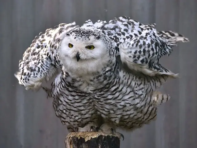 body_harry_potter_snowy_owl