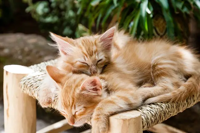 body_orange_kittens.webp