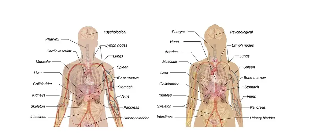 body_bodydiagramme