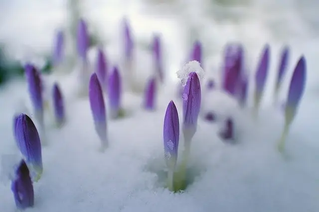 body_snowdrops