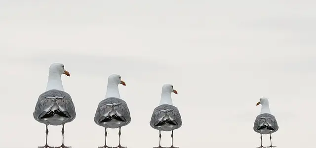 značajka_galebovi